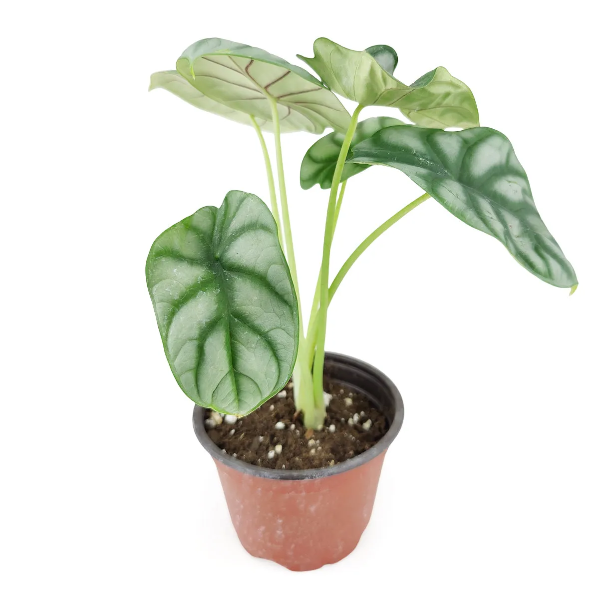 Alocasia Silver Dragon