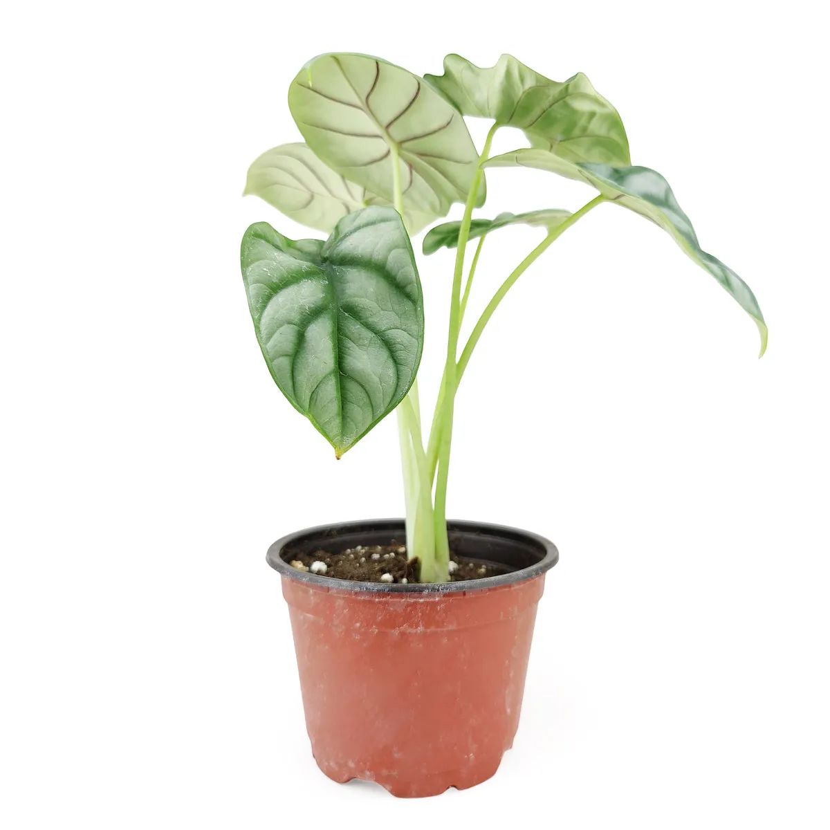 Alocasia Silver Dragon