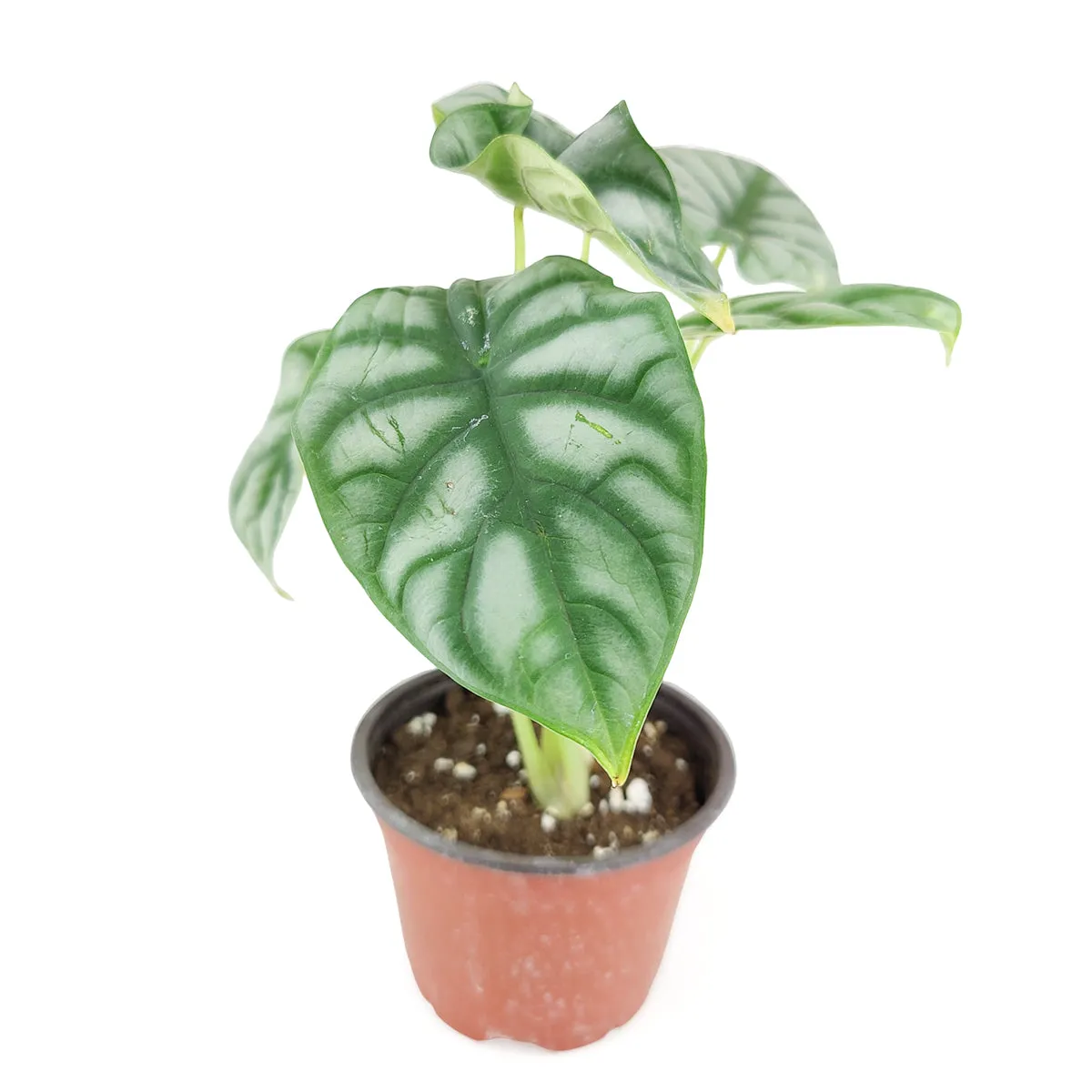 Alocasia Silver Dragon
