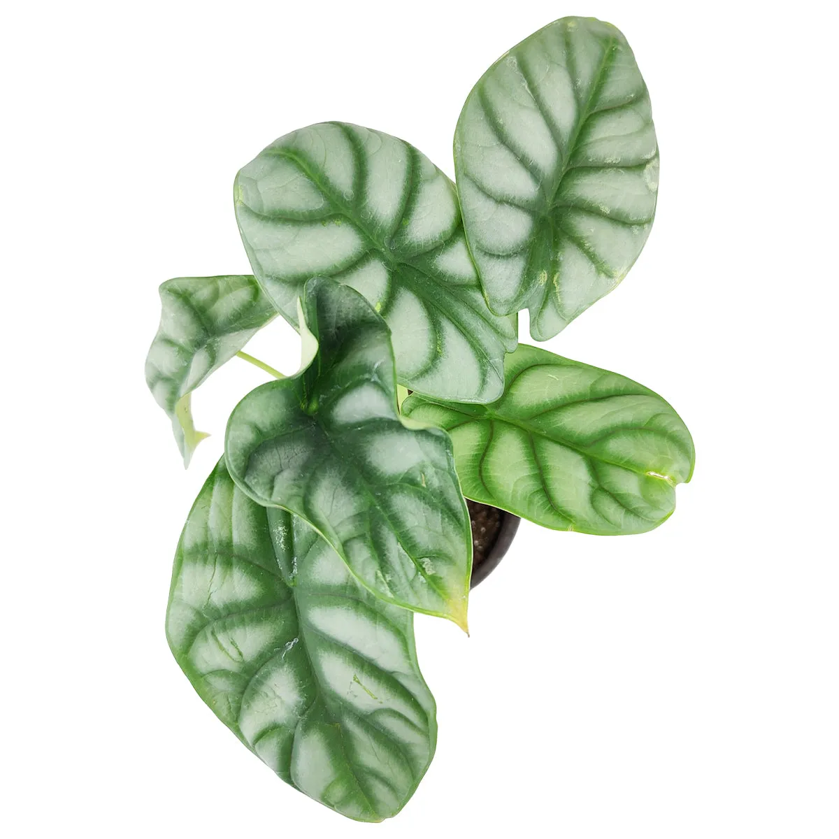 Alocasia Silver Dragon