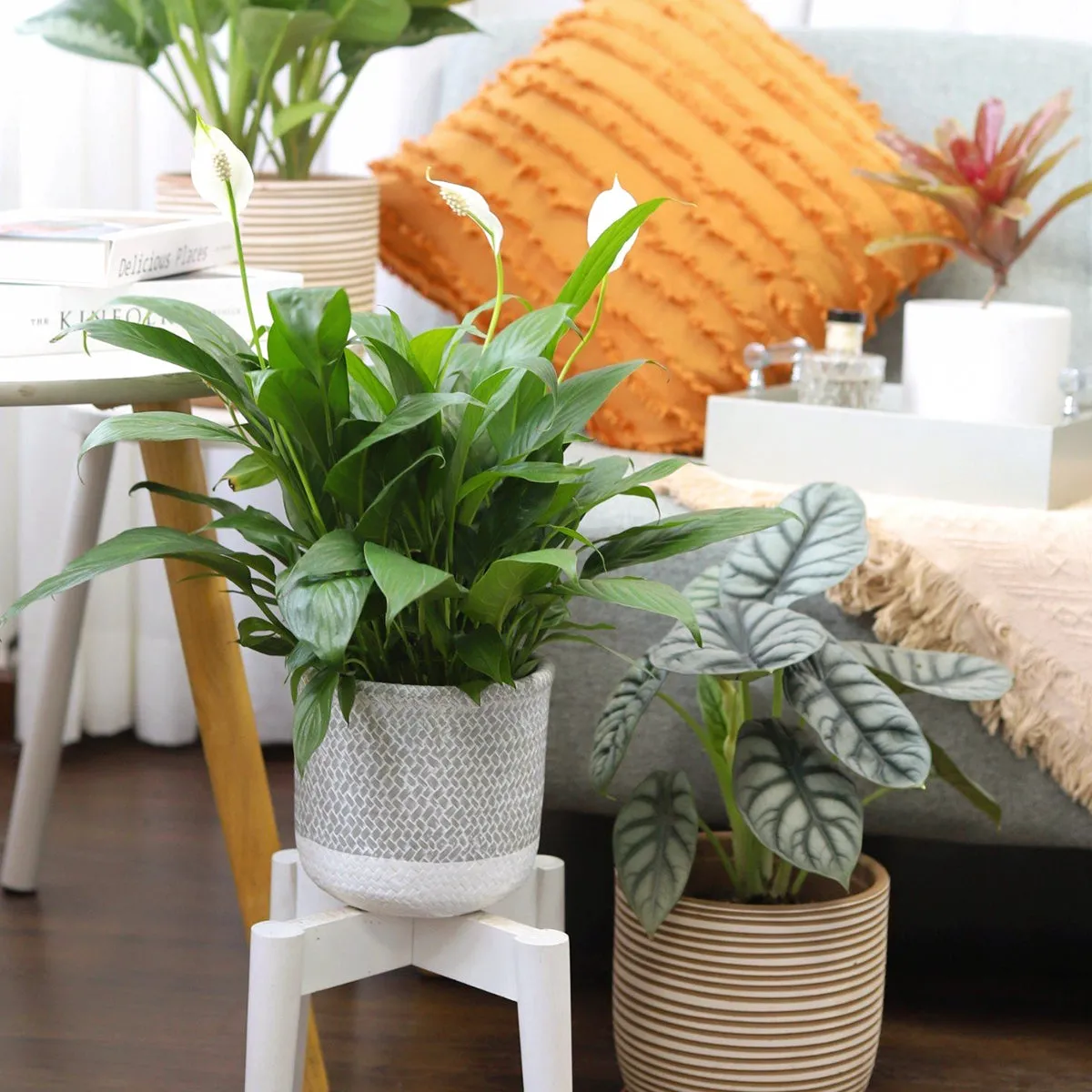 Alocasia Silver Dragon