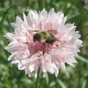 Bachelor Button Polka Dot Mix