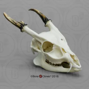 Deer Skull (Muntjac) Cast Replica - Muntiacus reevesi #BC-164