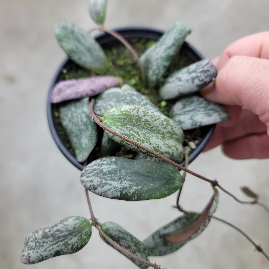 Hoya sigillatis borneo - 4" HB