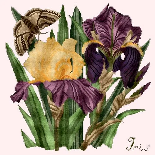 Iris