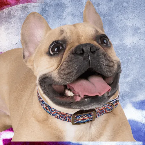Liberty Swirl Dog Collar 🌟🐾