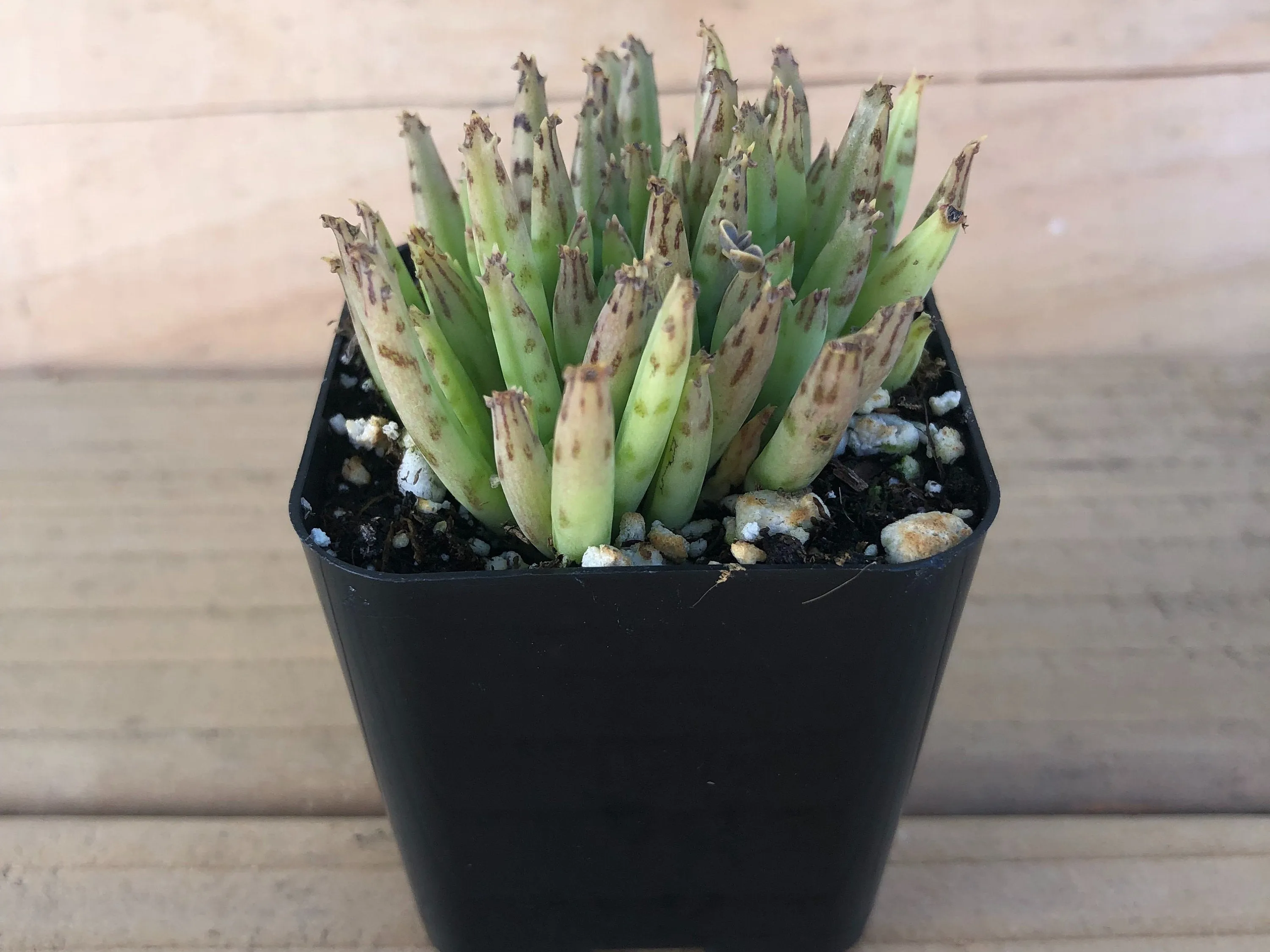 Mother of Millions | Kalanchoe Delagoensis | Devils Backbone | Chandelier Plant | Live Succulent
