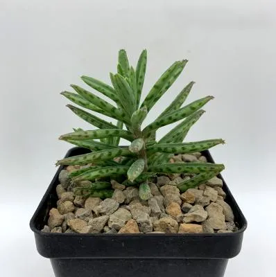 Mother of Millions | Kalanchoe Delagoensis | Devils Backbone | Chandelier Plant | Live Succulent