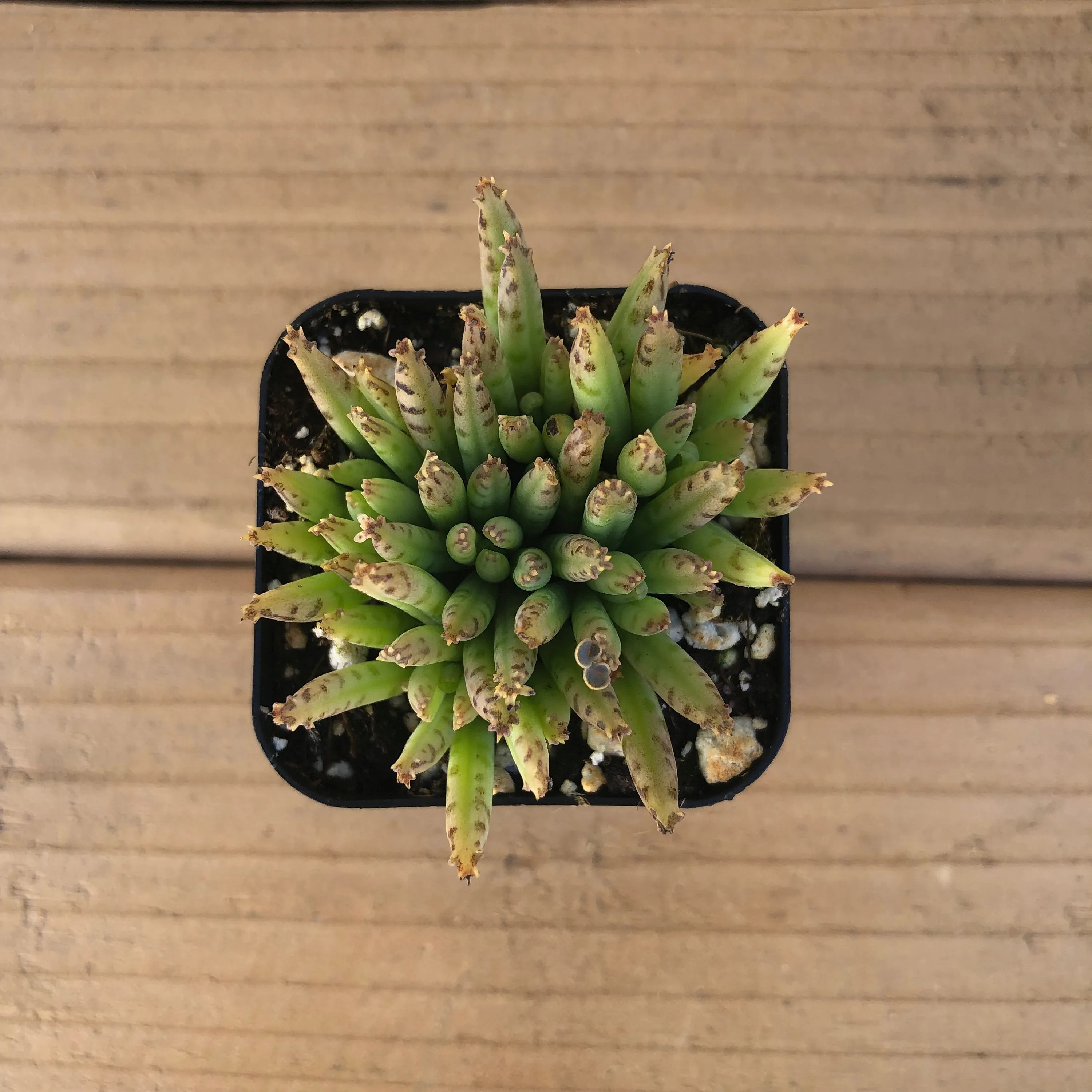 Mother of Millions | Kalanchoe Delagoensis | Devils Backbone | Chandelier Plant | Live Succulent