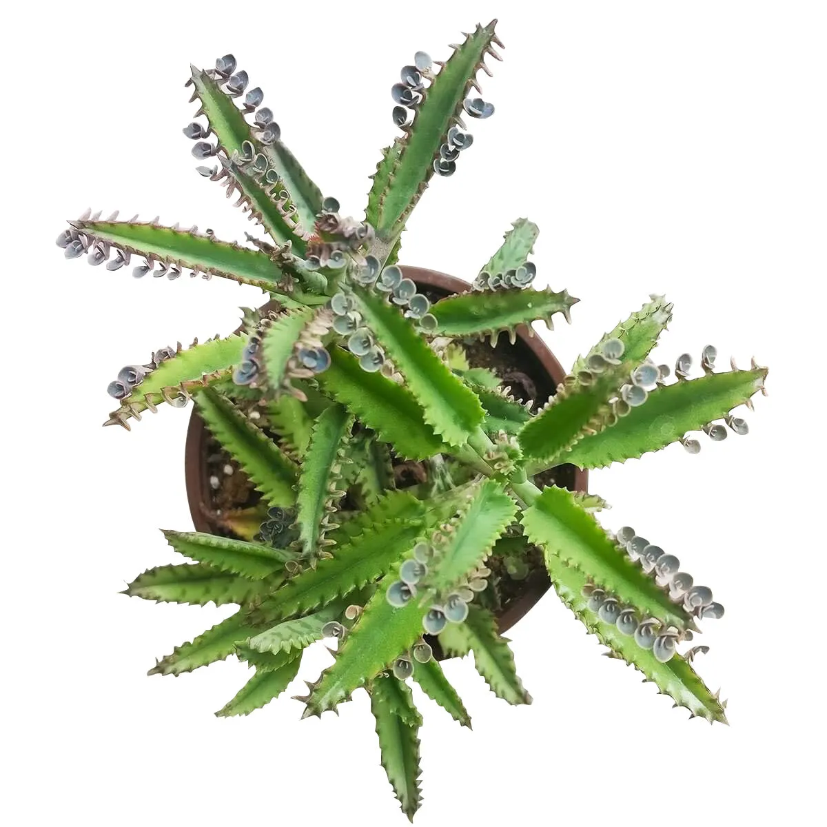 Mother of Thousands Kalanchoe