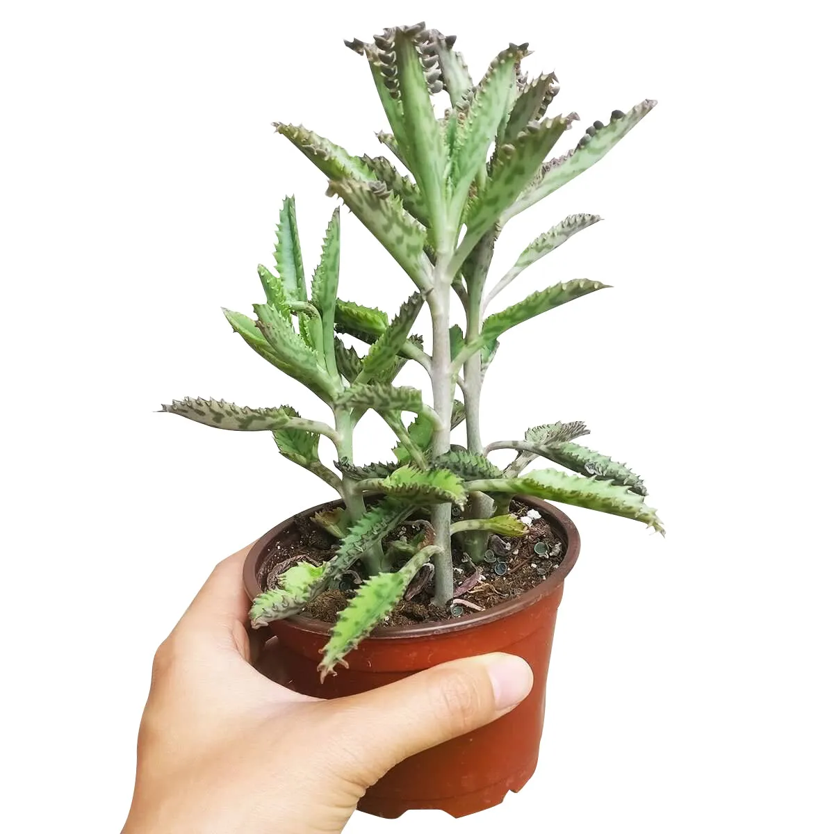 Mother of Thousands Kalanchoe