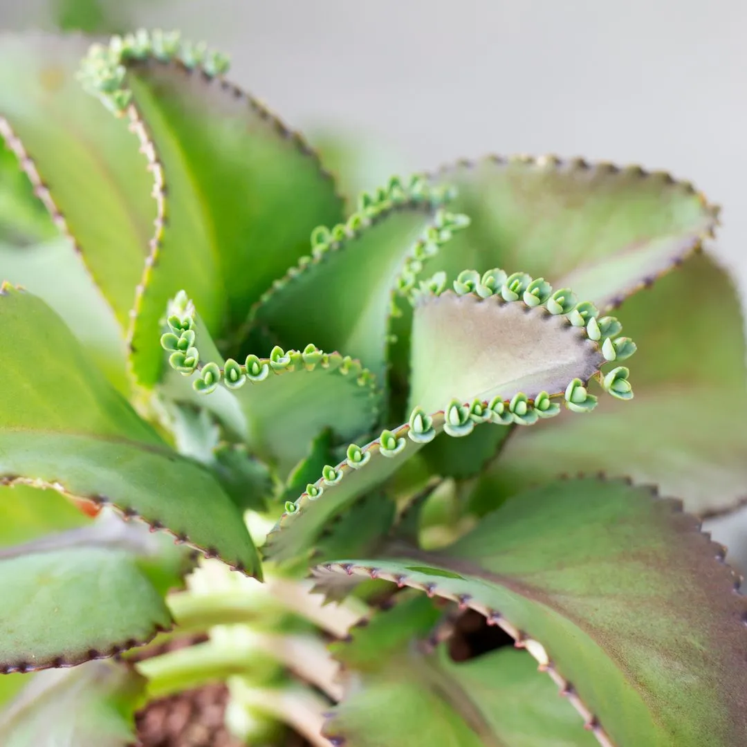 Mother of Thousands Kalanchoe