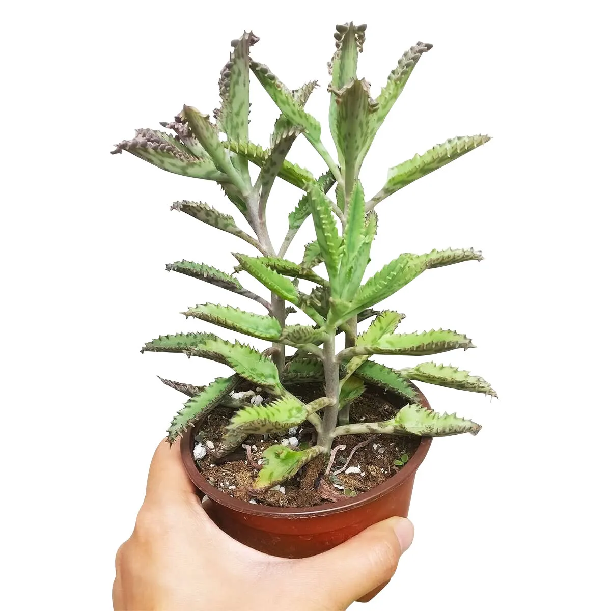 Mother of Thousands Kalanchoe