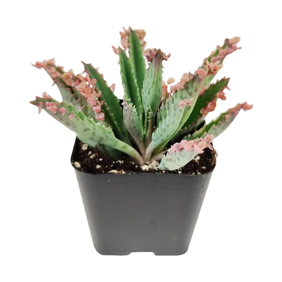 Mother of Thousands Kalanchoe