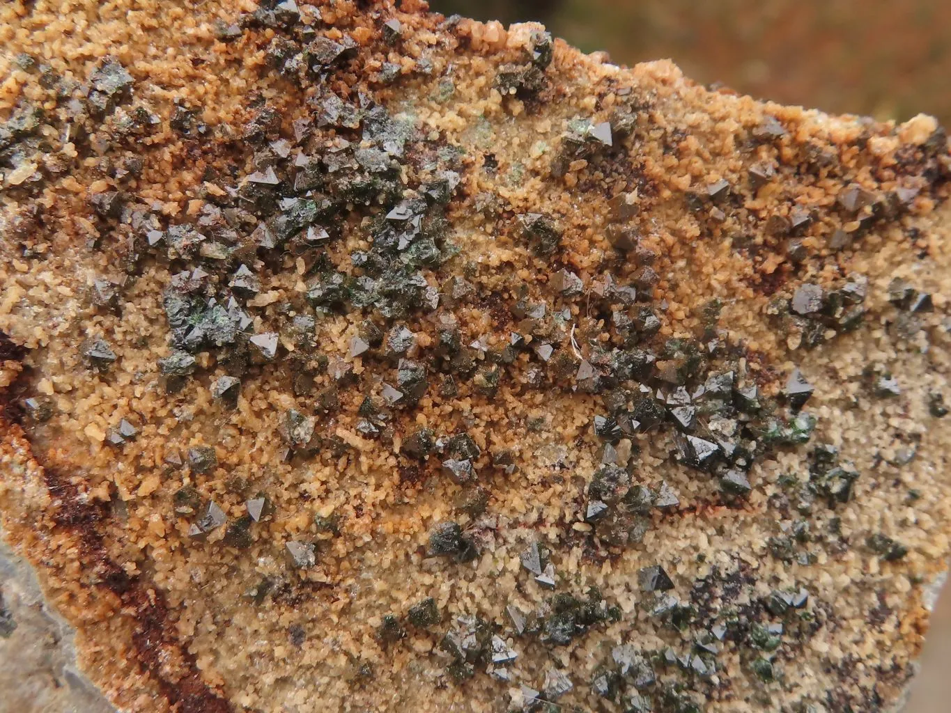Natural Rare Copper Phosphate Libethenite On Dolomite Clusters x 8 From Shituru, Congo