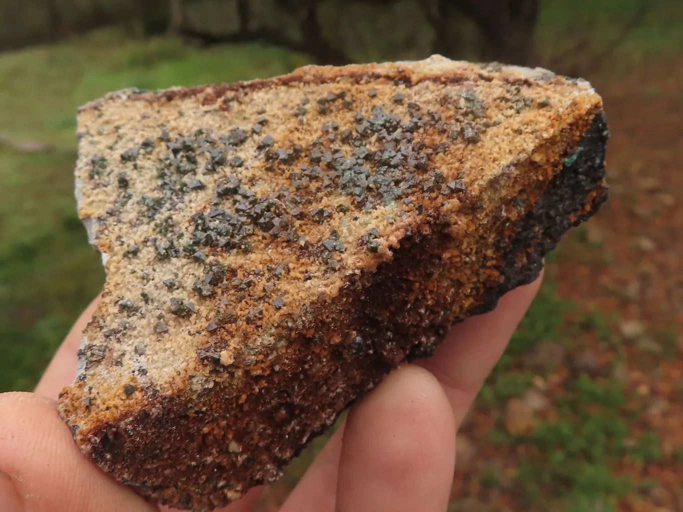 Natural Rare Copper Phosphate Libethenite On Dolomite Clusters x 8 From Shituru, Congo