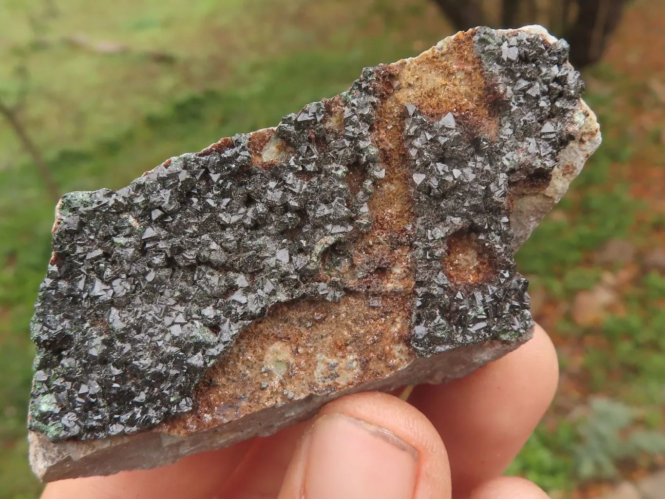 Natural Rare Copper Phosphate Libethenite On Dolomite Clusters x 8 From Shituru, Congo