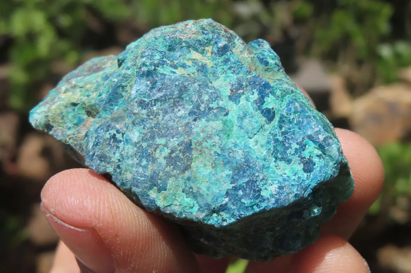 Natural Shattuckite with Chrysocolla & Malachite Specimens x 35 from Kaokoveld, Namibia