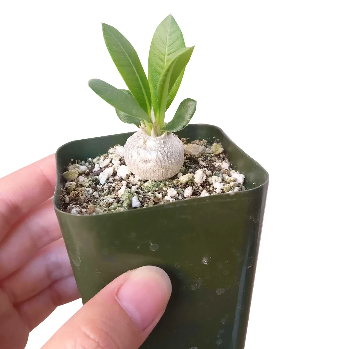 Pachypodium Brevicaule