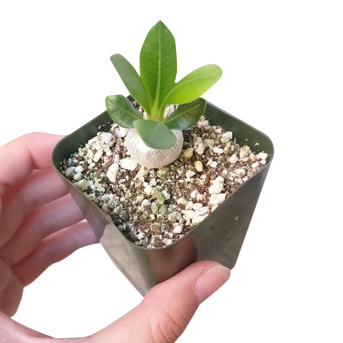 Pachypodium Brevicaule