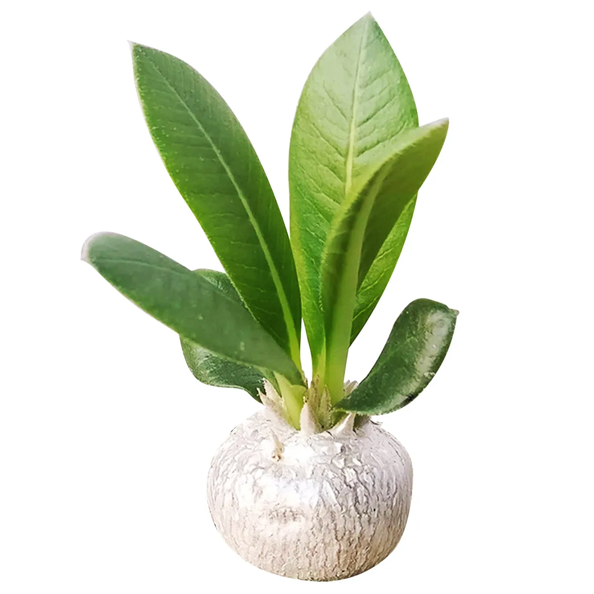 Pachypodium Brevicaule